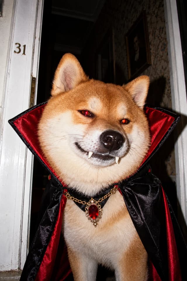 Thumbnail of HallowInu in the doorway.